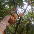 摘桃子