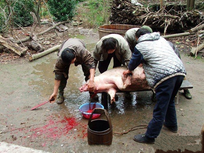 农村杀猪全过程