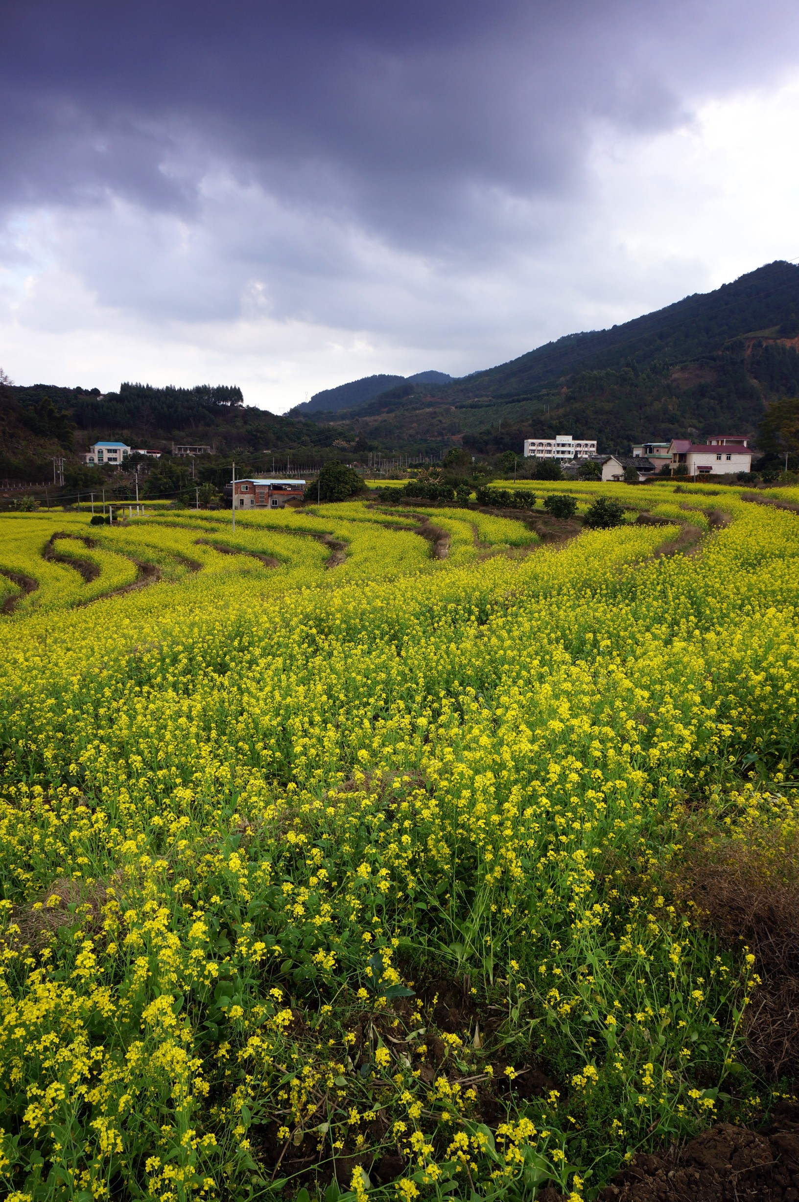 雁洋大坪油菜花全景 摄影 梅州时空