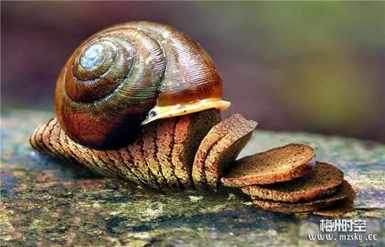 非洲大蜗牛爬上餐桌你吃了没