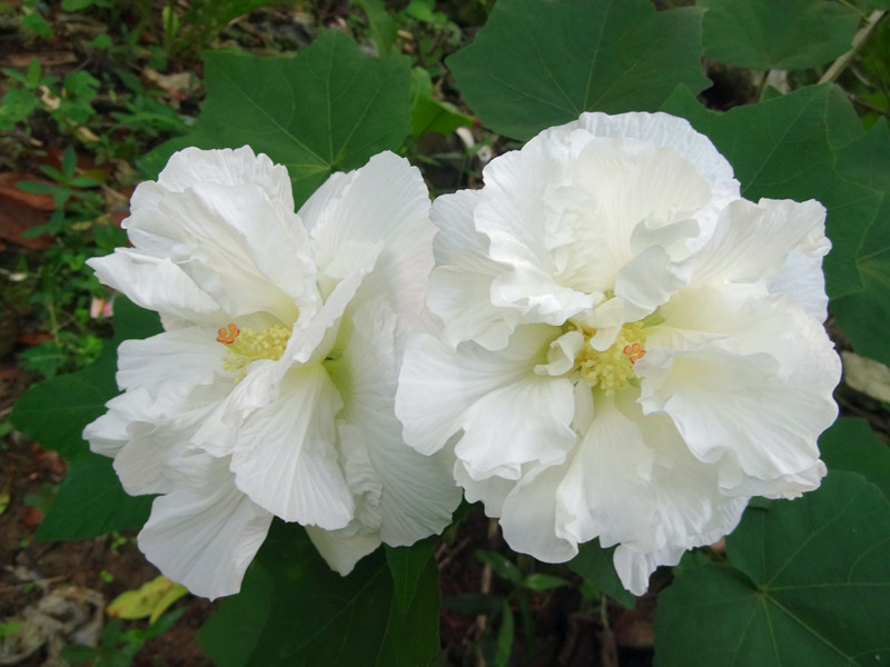 会变色的芙蓉花