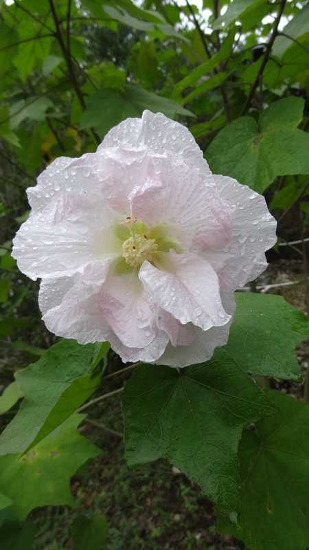 芙蓉花由白变红的过程