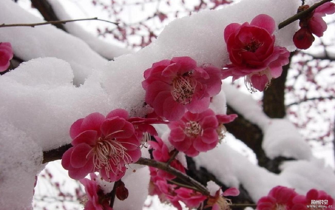 雪压红梅花更红