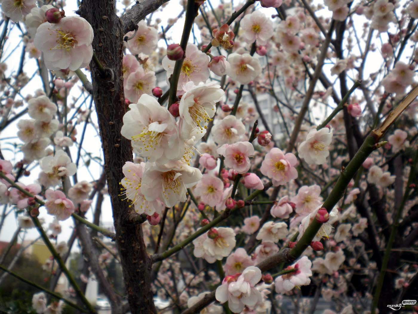 梅州市市花梅花