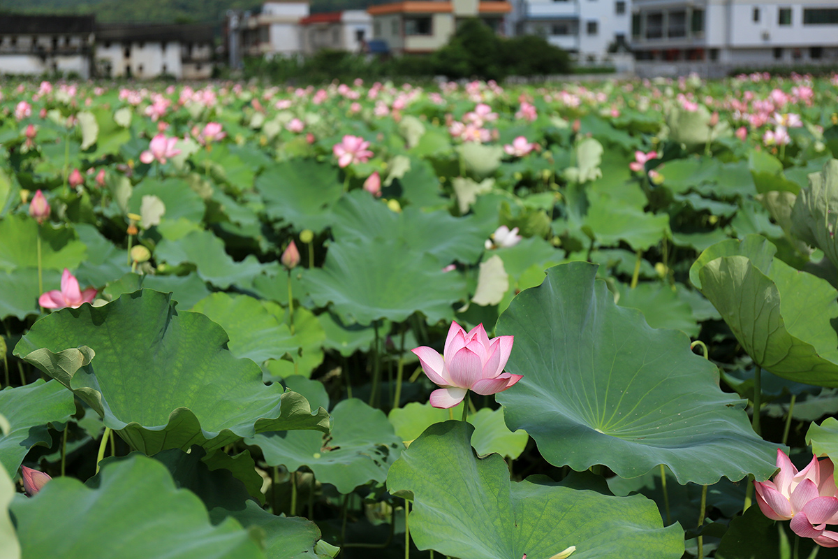 蕉岭九岭村荷花进入盛开期