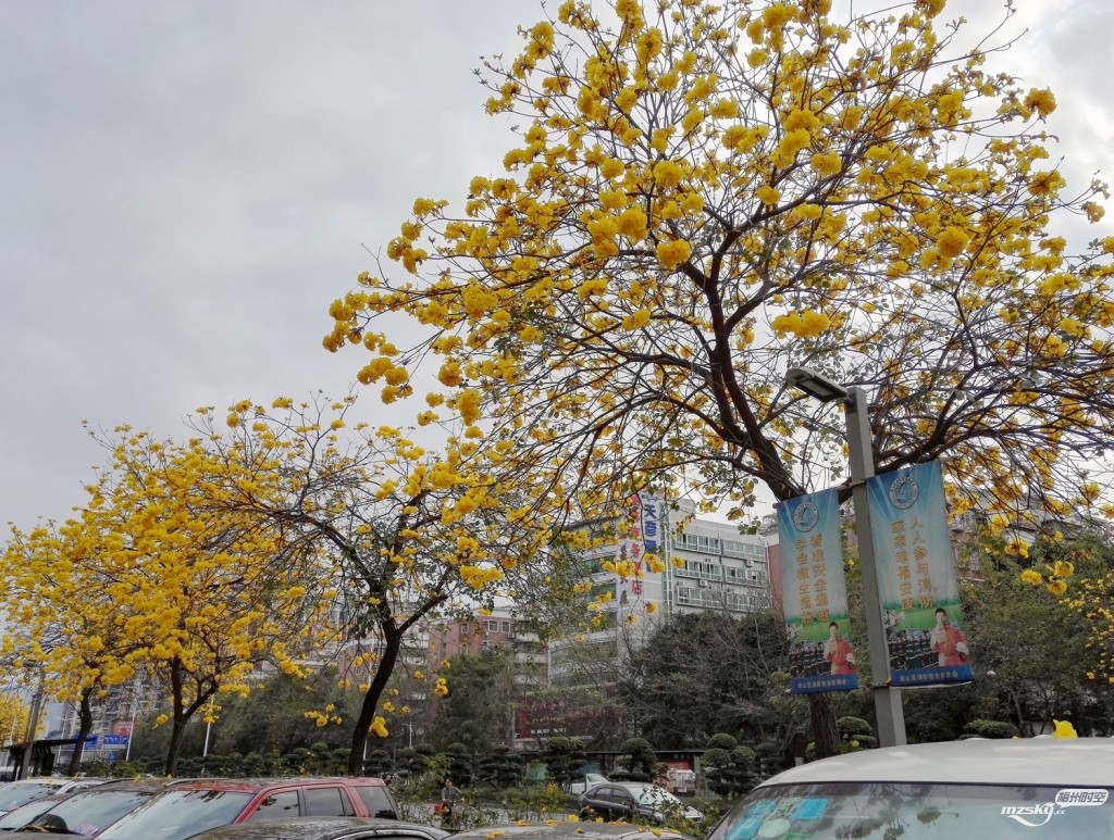 7黄花风铃木花怒放 ——深圳前海路之北段.jpg