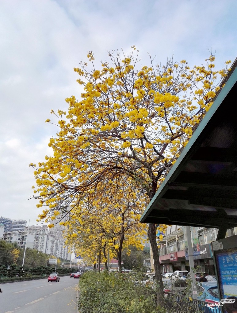 8黄花风铃木花怒放 ——深圳前海路之北段浏览观赏图影.jpg