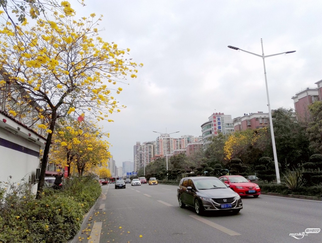 9黄花风铃木花怒放 ——深圳前海路之北段浏览观赏图影.jpg