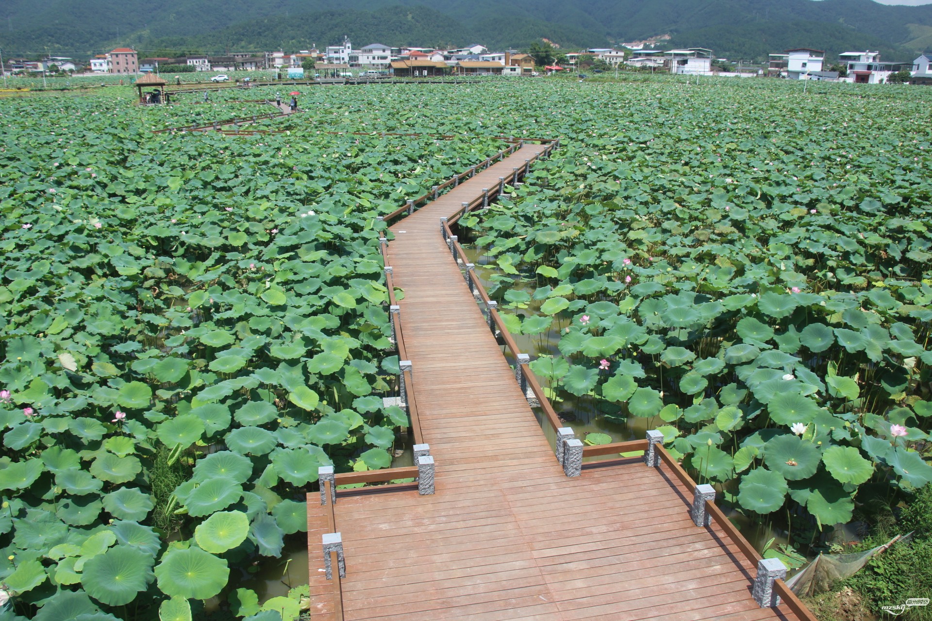 太迟了点去欣赏蕉岭县三圳镇十里荷花美丽乡村