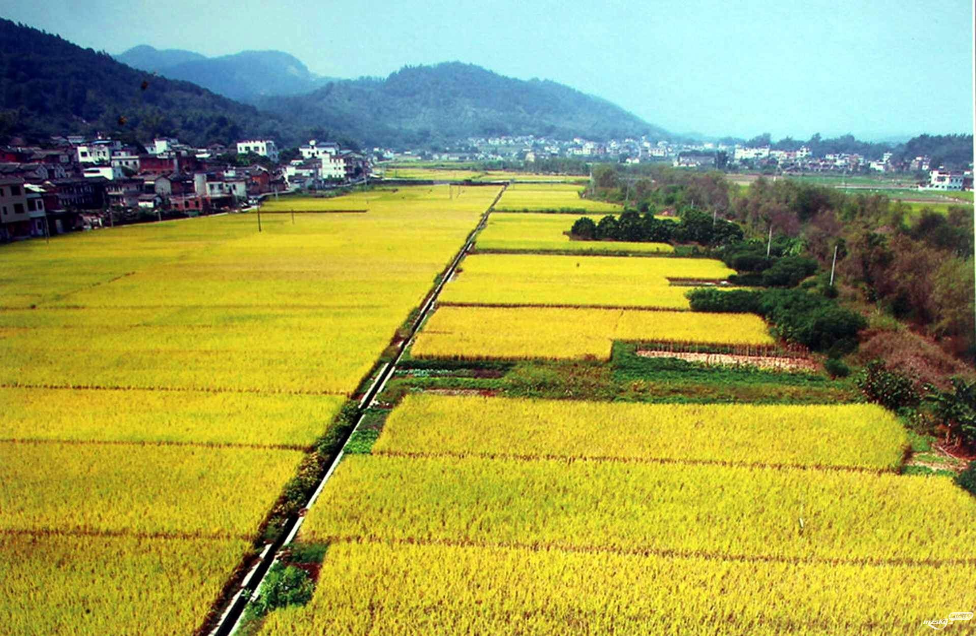 稻田景色