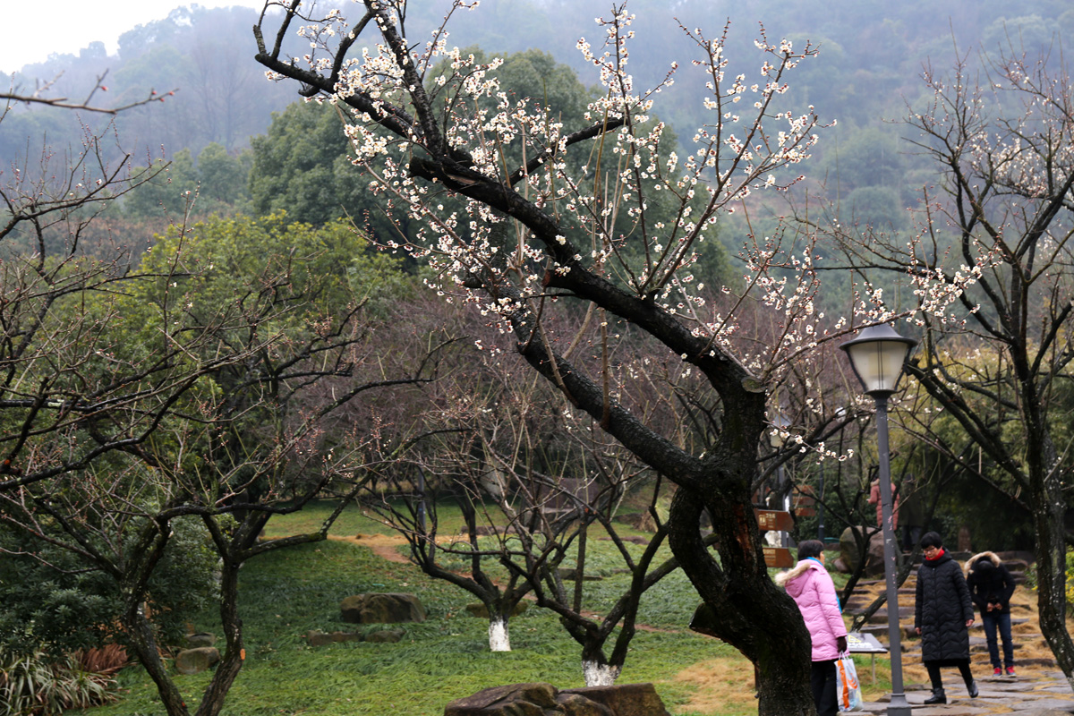 江南三大探梅胜地之超山梅花