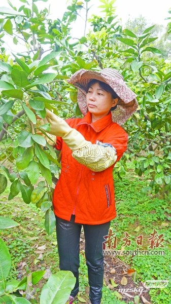 妇女创业代表罗江瑶在柚园疏花.jpg