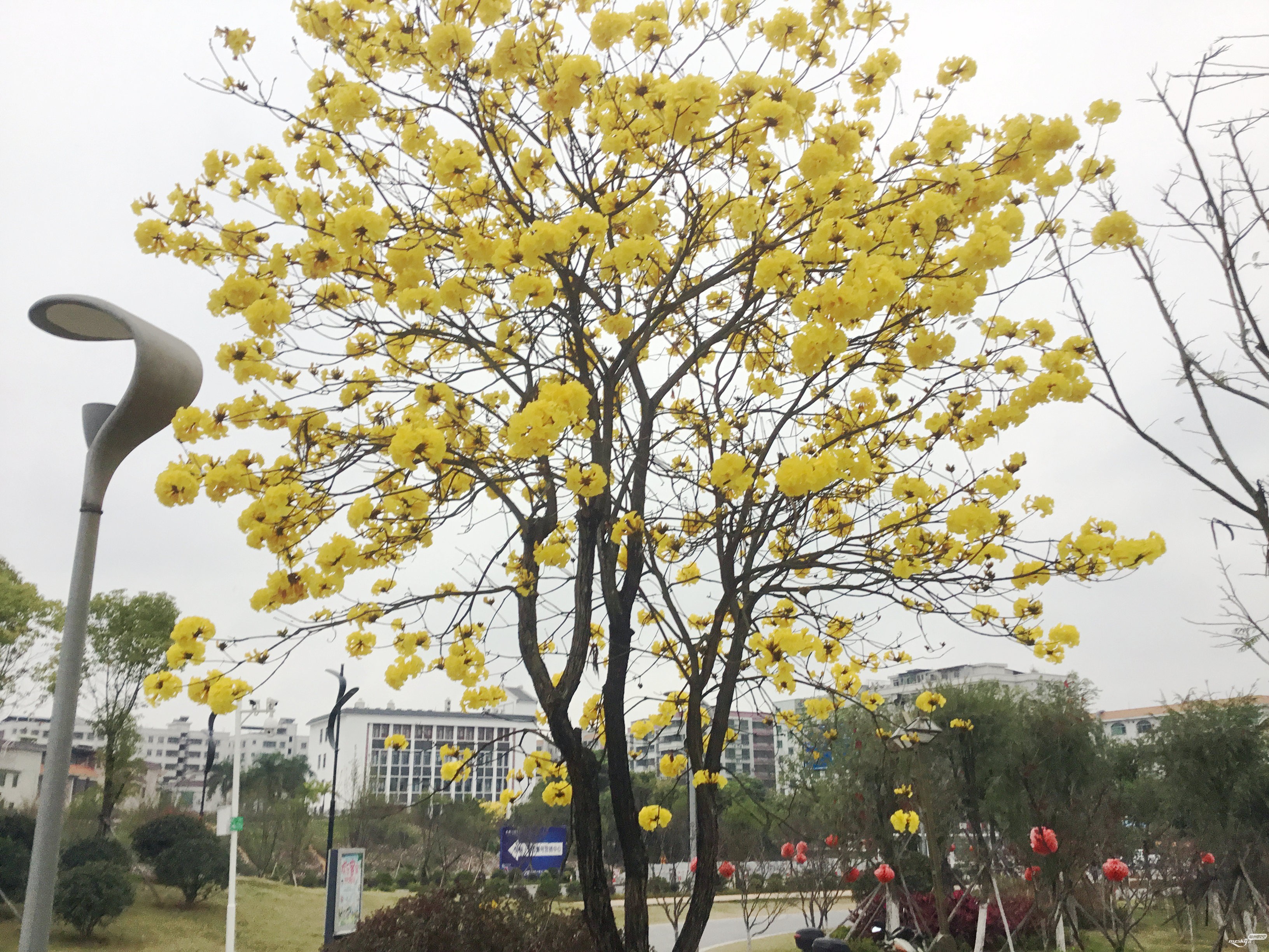 近日剑英公园湖畔慈母园里黄花风铃木花开欣赏