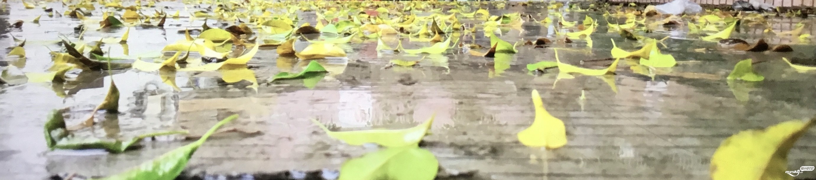 清明、落雨、户外行、雨中走