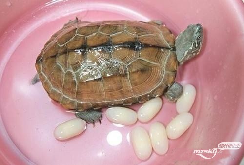 乌龟脱水该怎么办，应怎么急救？