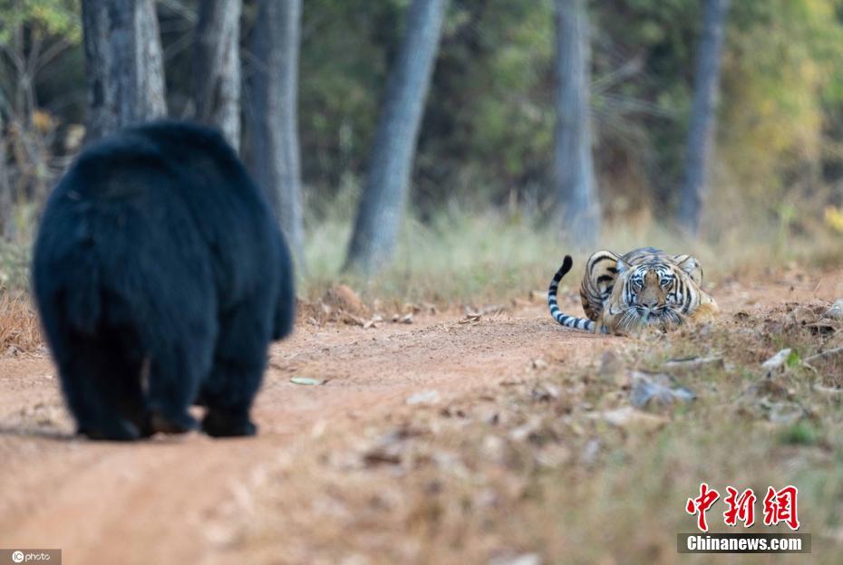 摄影师记录丛林猛兽相遇 黑熊站立对视老虎