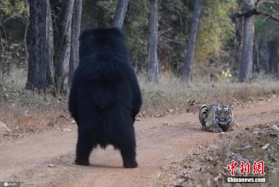 摄影师记录丛林猛兽相遇 黑熊站立对视老虎