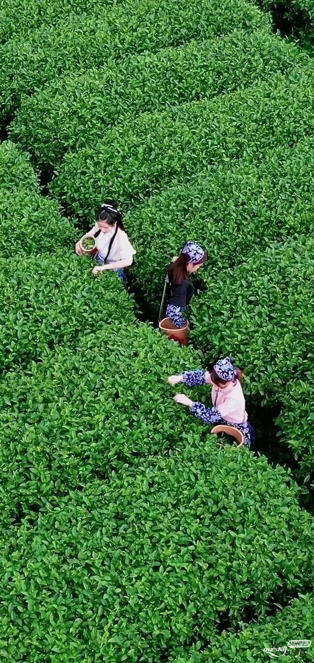 春意盎然的中国茶林大观园