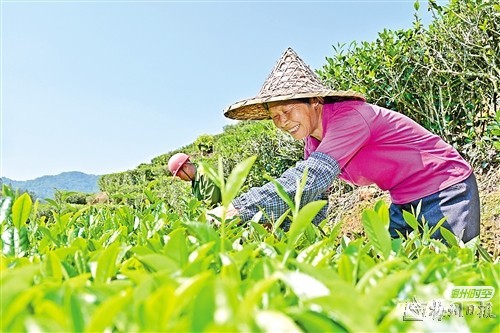  蕉岭县万亩春茶采摘开启美丽乡村“茶经济”