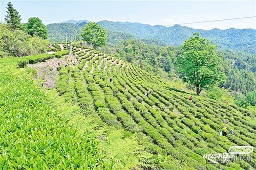  蕉岭县万亩春茶采摘开启美丽乡村“茶经济”