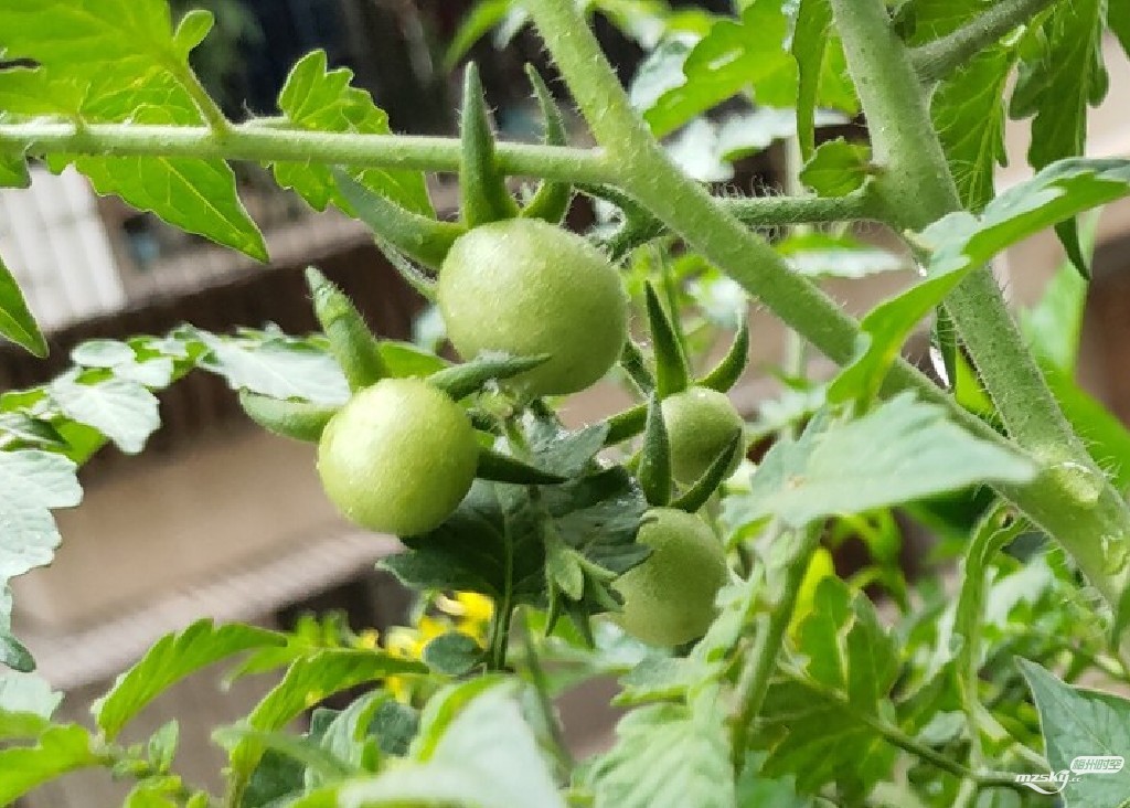 阳台种了两棵樱桃番茄苗