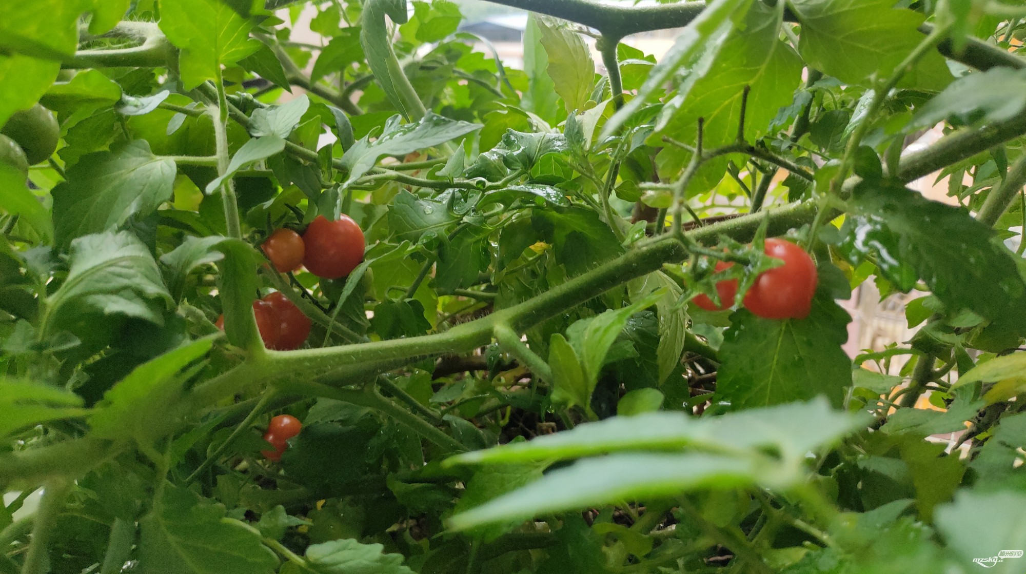 阳台种了两棵樱桃番茄苗