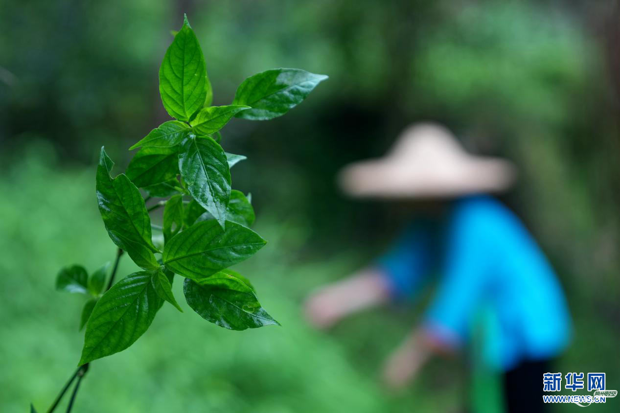 苗家五色饭 多彩庆佳节