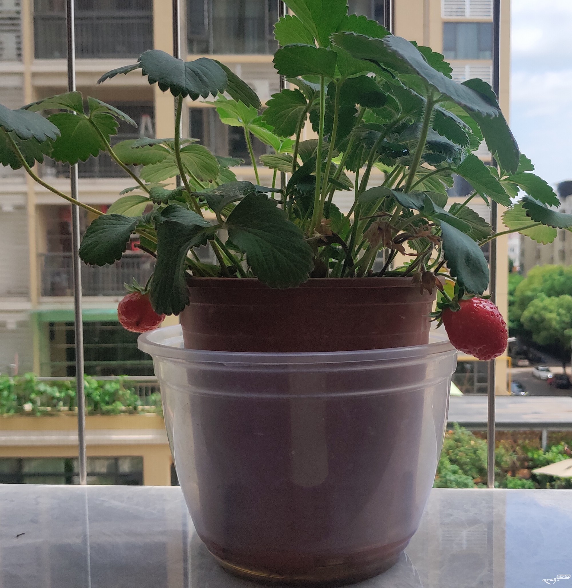阳台草莓