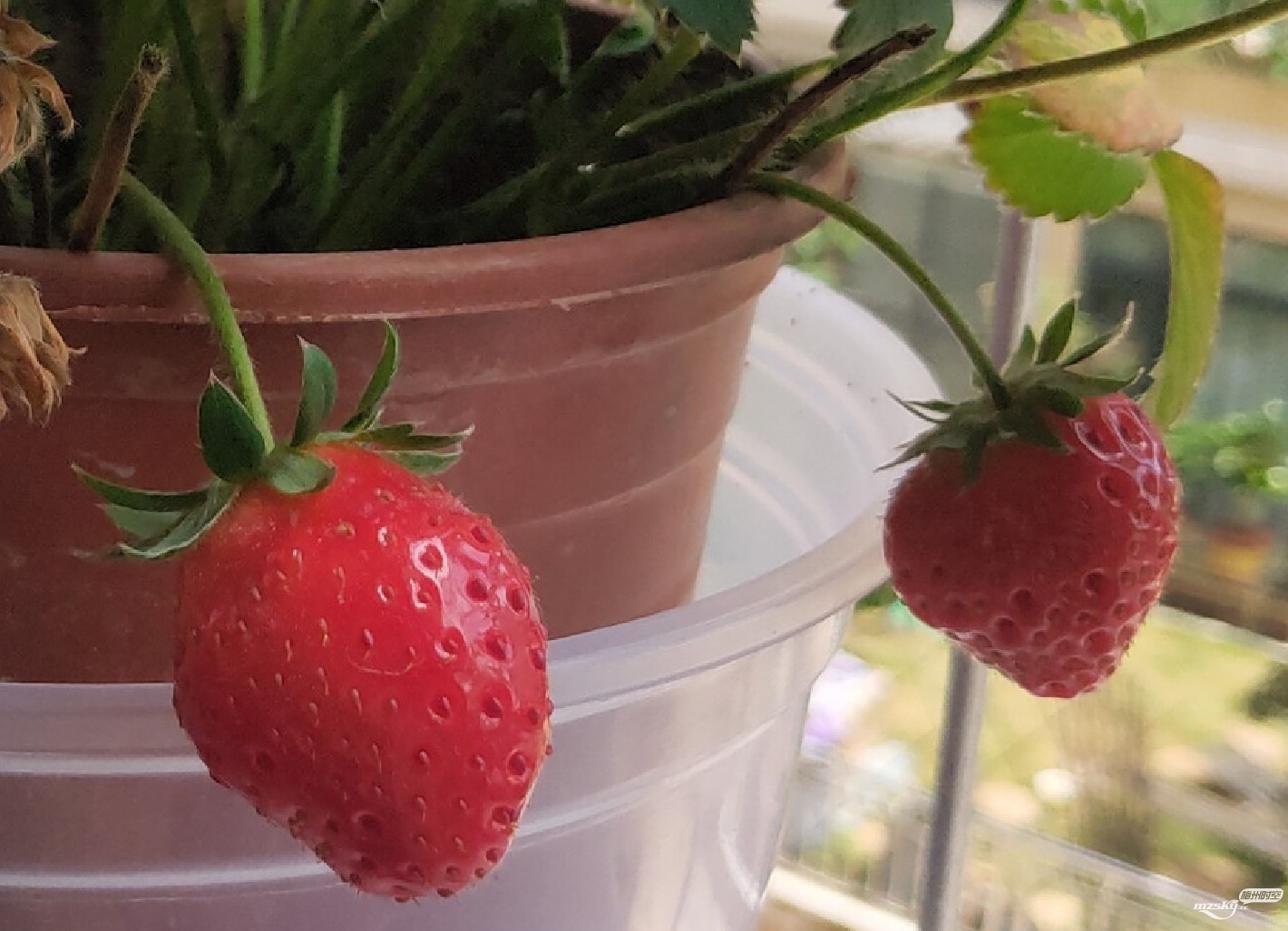 阳台草莓