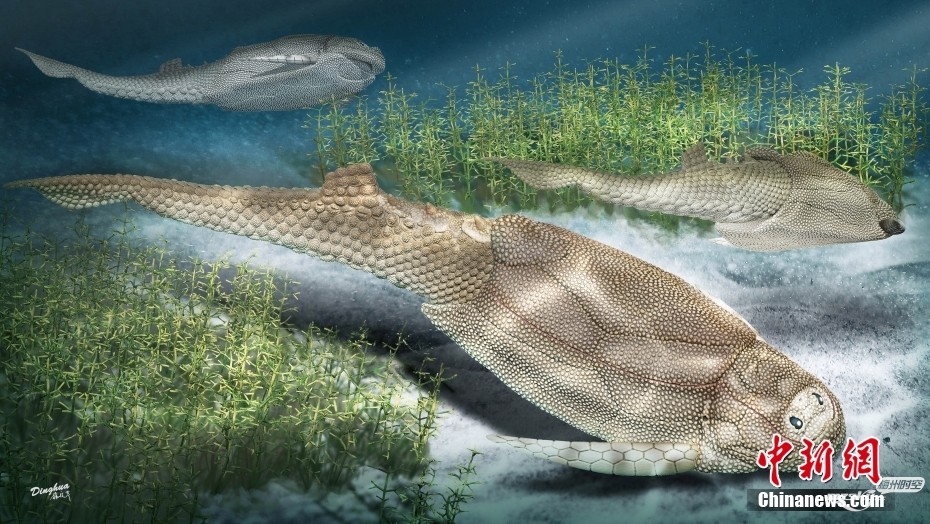 中国科学家最新研究4.1亿年前鱼化石 揭秘鳞片鳞列如何演化