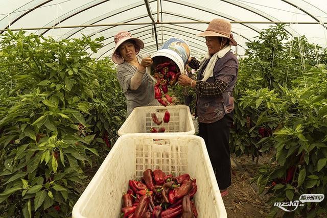 安徽五河：辣椒红 产业火