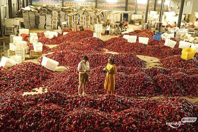 安徽五河：辣椒红 产业火