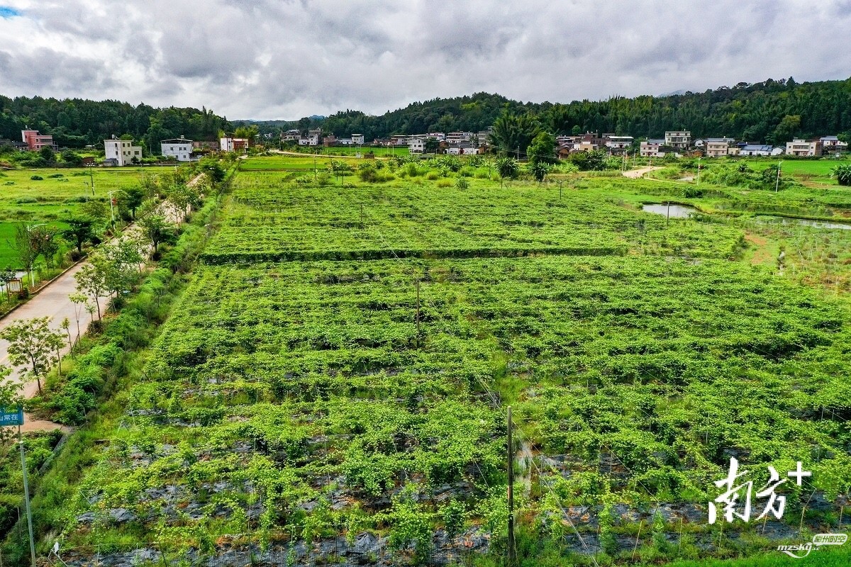 图集｜梅县区梅西镇罗墩村：昔日撂荒地，今朝果飘香