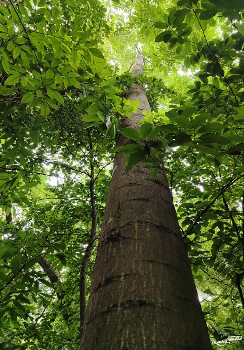 广东化州核查一棵乔木系珍稀树种“见血封喉”：剧毒，..