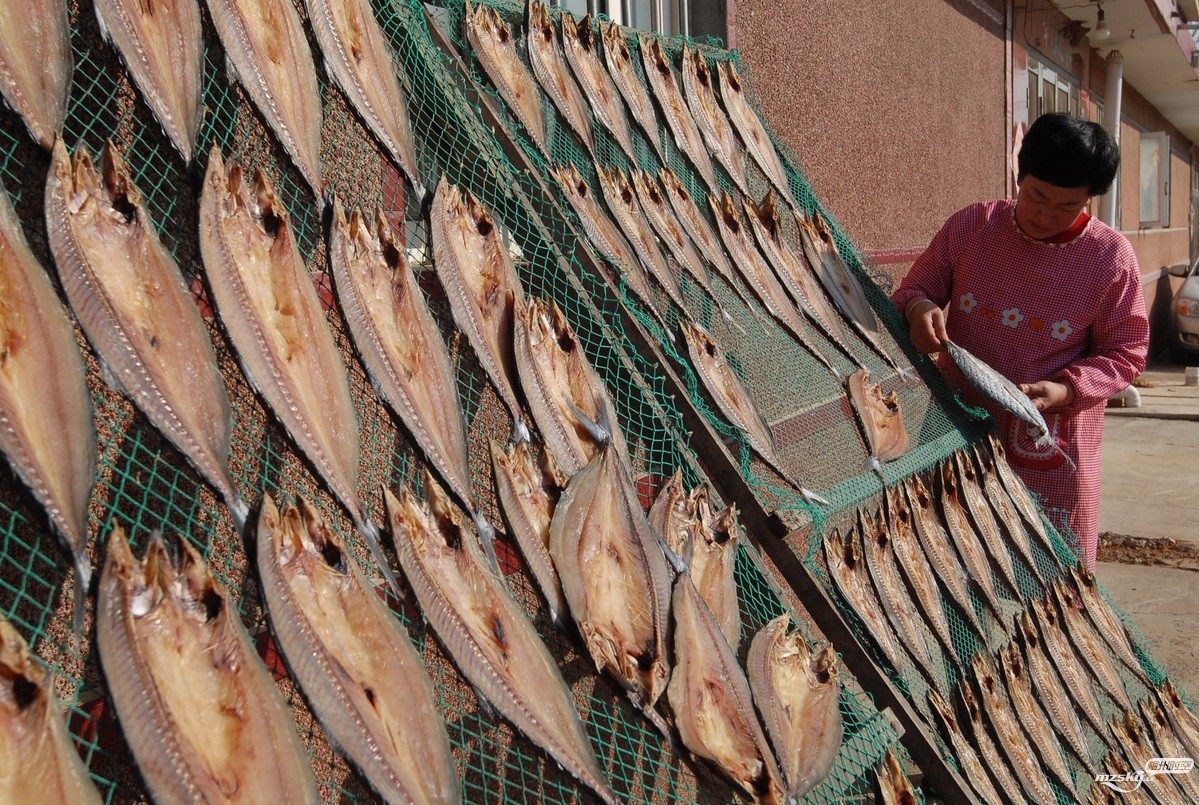 【图片故事】“黄金鱼”的丰收季