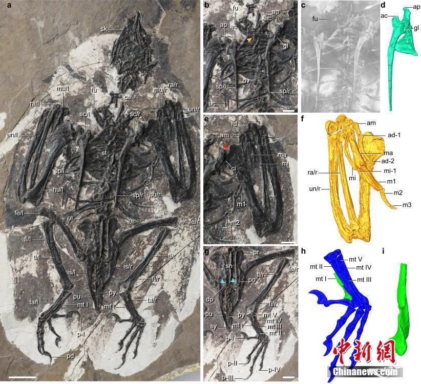 中国科学家最新发现1.2亿年前鸟类：长着恐龙头骨和