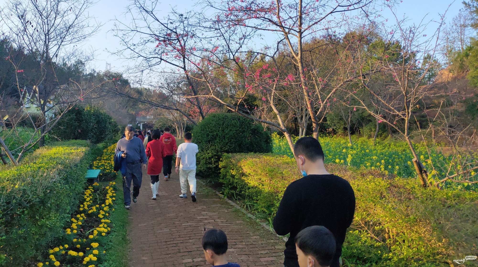 想看大岛樱、吉野樱开花盛景、没看到