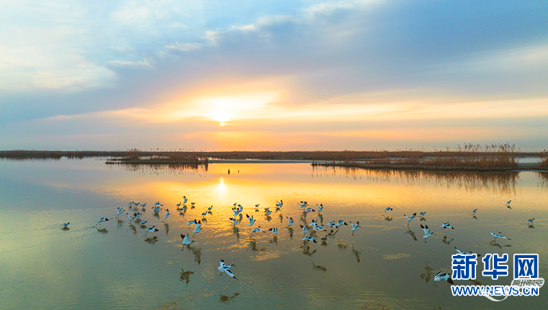 世界湿地日｜丹顶鹤，湿地中的美丽“精灵”
