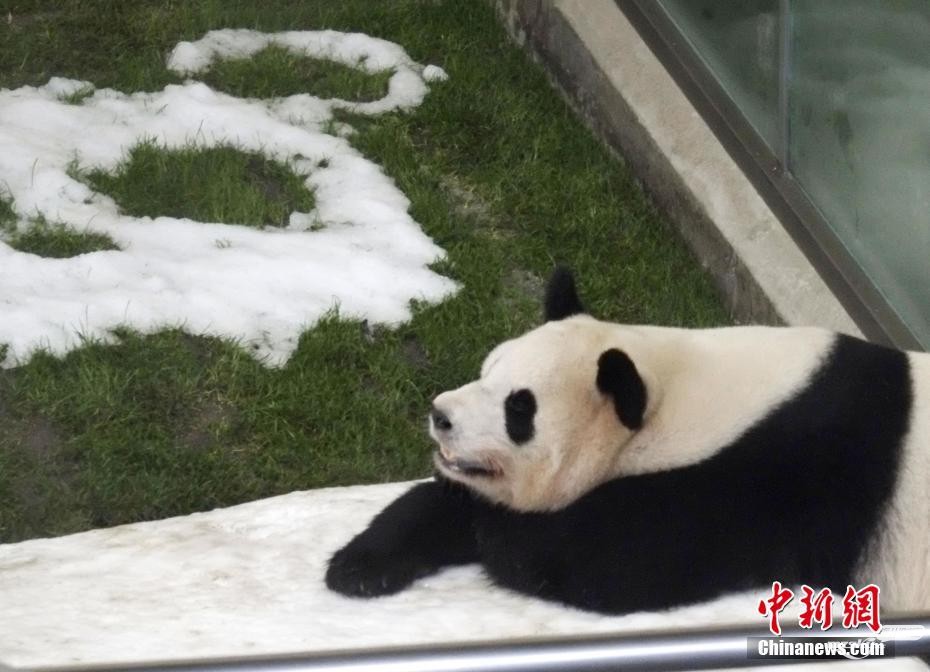 旅日大熊猫“永明”及其双胞胎女儿将于2月22日回国
