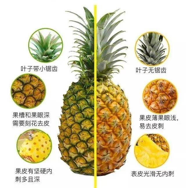 广东菠萝地图，看这个就够了