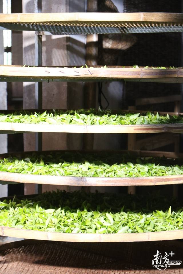 有果有茶有菜，梅州农产品“天团”直达粤港澳大湾区