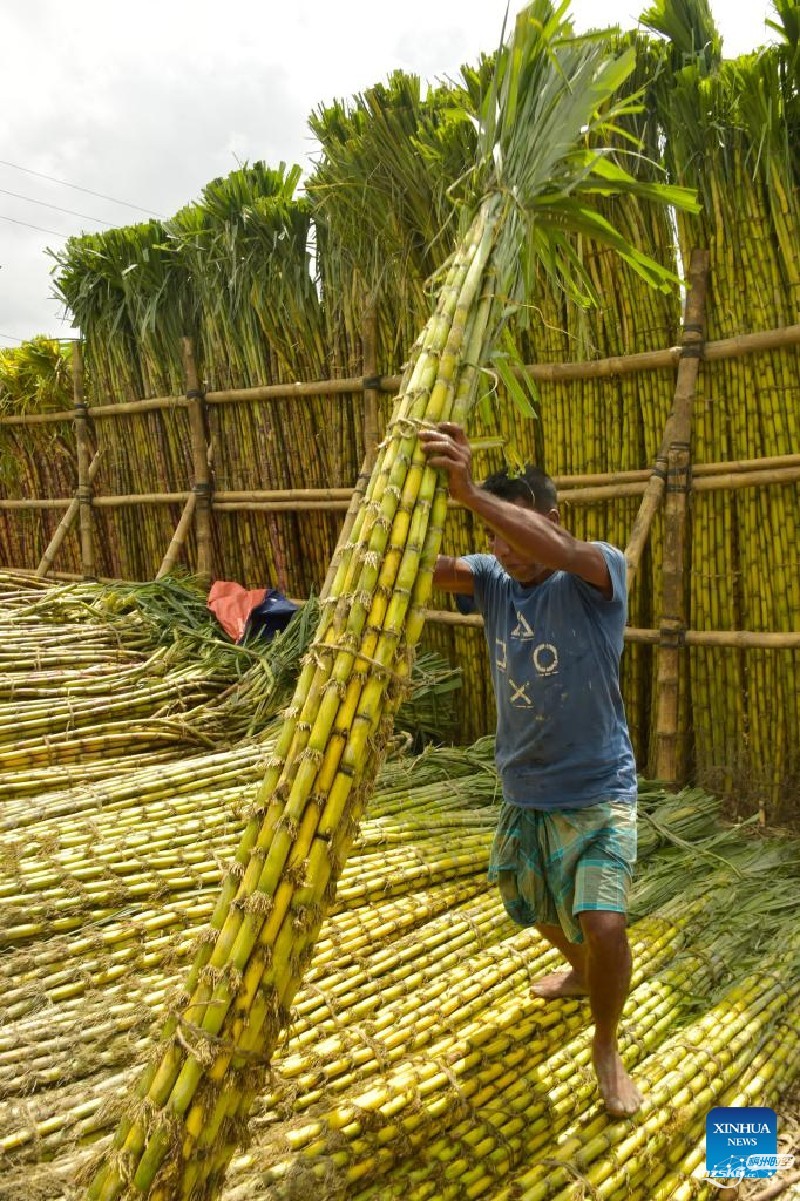 孟加拉国部分地区甘蔗的早期收获如火如荼
