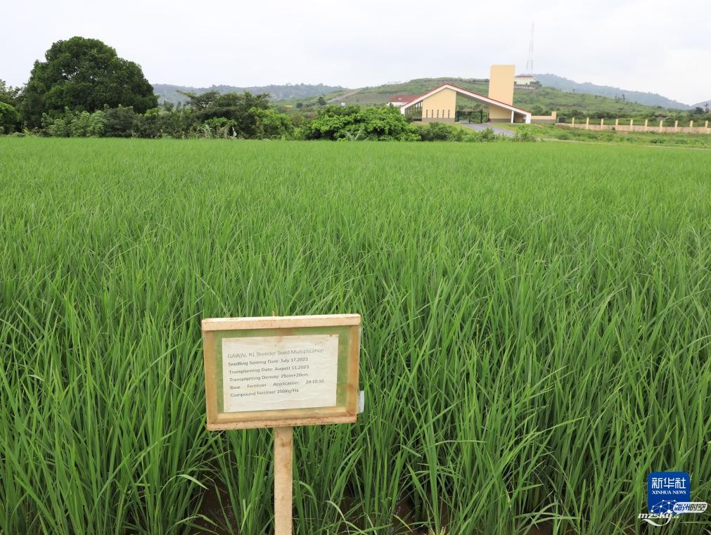 探访中国援尼日利亚农业技术示范中心