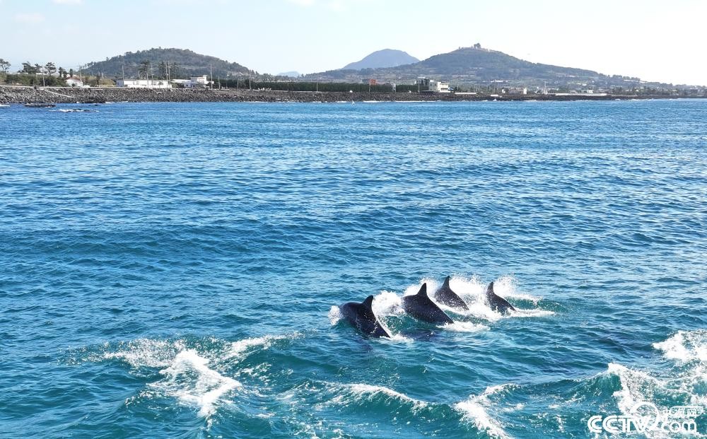 韩国济州岛海豚群逐浪嬉戏