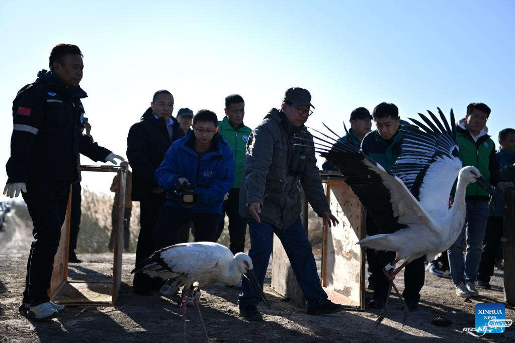 获救的东方白鹳在中国北部天津放归野外