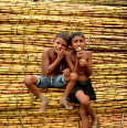 孟加拉国部分地区甘蔗的早期收获如火如荼
